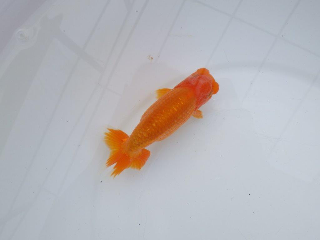 【全国大会西大関獲得ブリーダー】背も綺麗、尾も良い明け二歳らんちゅう 約13㎝ オス？