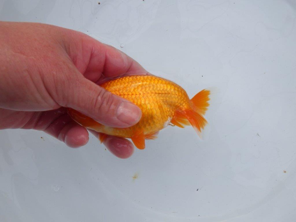 【全国大会西大関獲得ブリーダー】背も綺麗、尾も良い明け二歳らんちゅう 約13㎝ オス？