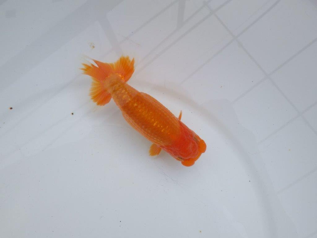 【全国大会西大関獲得ブリーダー】背も綺麗、尾も良い明け二歳らんちゅう 約13㎝ オス？の上身