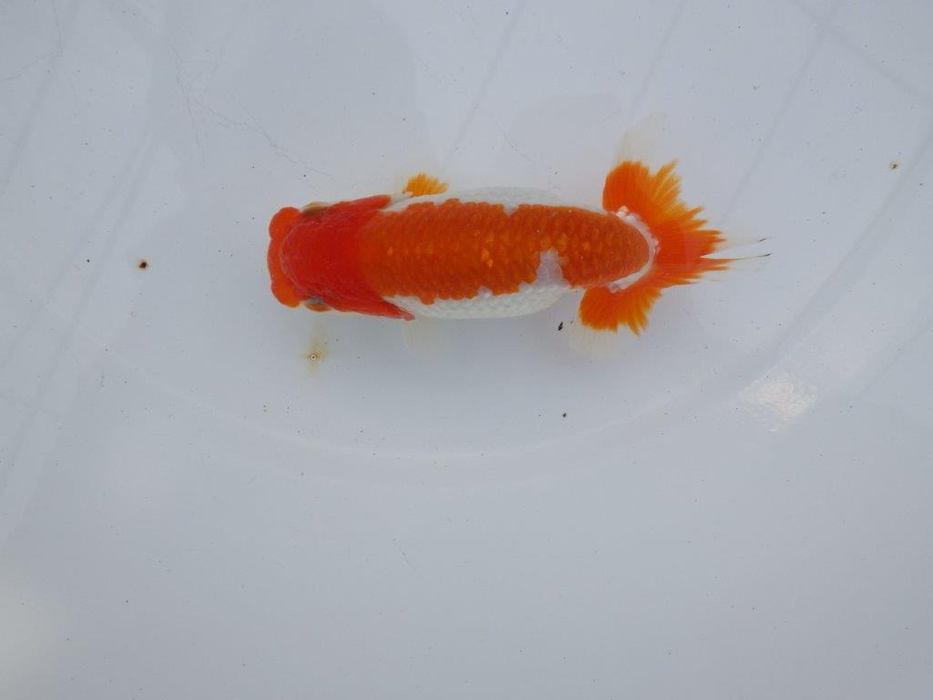 【全国大会西大関獲得ブリーダー】雰囲気の良い明け二歳らんちゅう 約12㎝ オス？