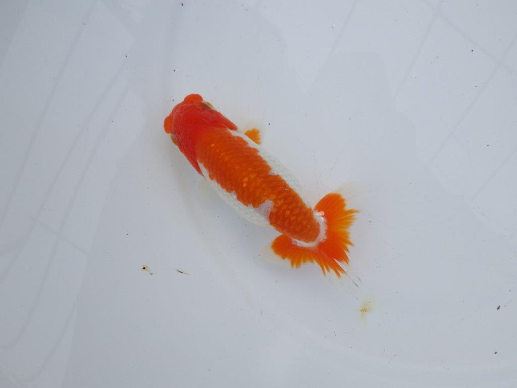 【全国大会西大関獲得ブリーダー】雰囲気の良い明け二歳らんちゅう 約12㎝ オス？