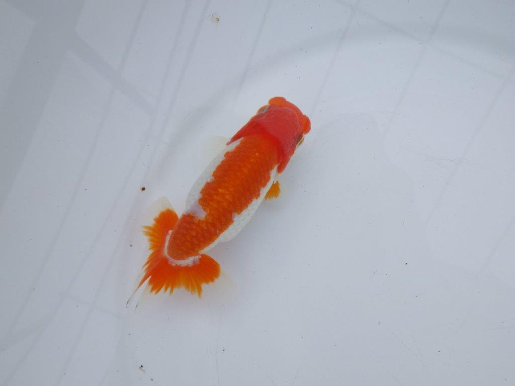 【全国大会西大関獲得ブリーダー】雰囲気の良い明け二歳らんちゅう 約12㎝ オス？の上身