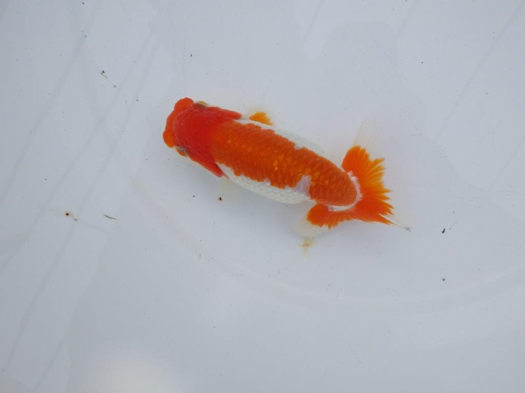 【全国大会西大関獲得ブリーダー】雰囲気の良い明け二歳らんちゅう 約12㎝ オス？