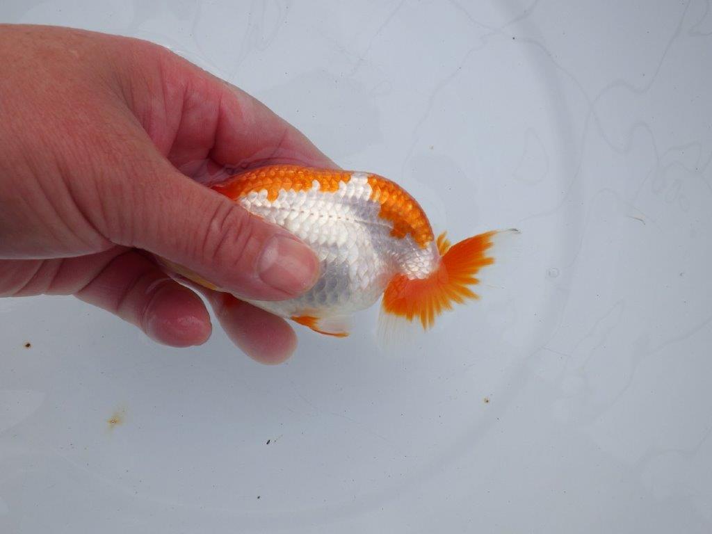 【全国大会西大関獲得ブリーダー】雰囲気の良い明け二歳らんちゅう 約12㎝ オス？