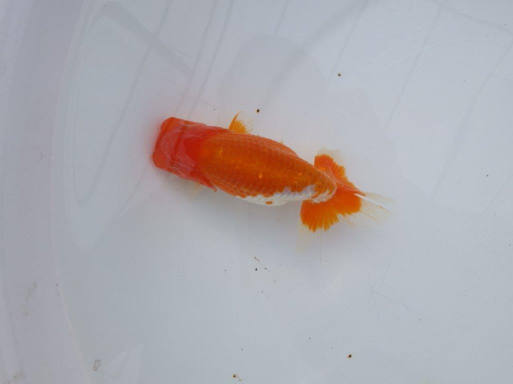 【全国大会西大関獲得ブリーダー】雰囲気抜群！！明け二歳らんちゅう 約13,5㎝ オス？