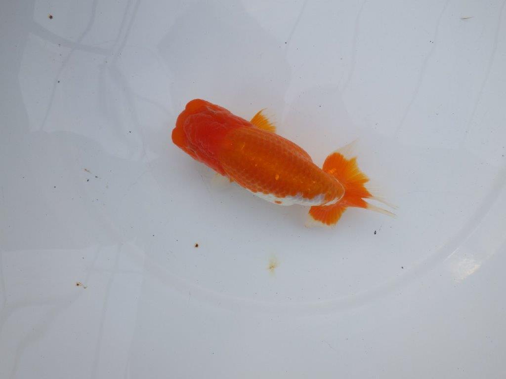 【全国大会西大関獲得ブリーダー】雰囲気抜群！！明け二歳らんちゅう 約13,5㎝ オス？の上身