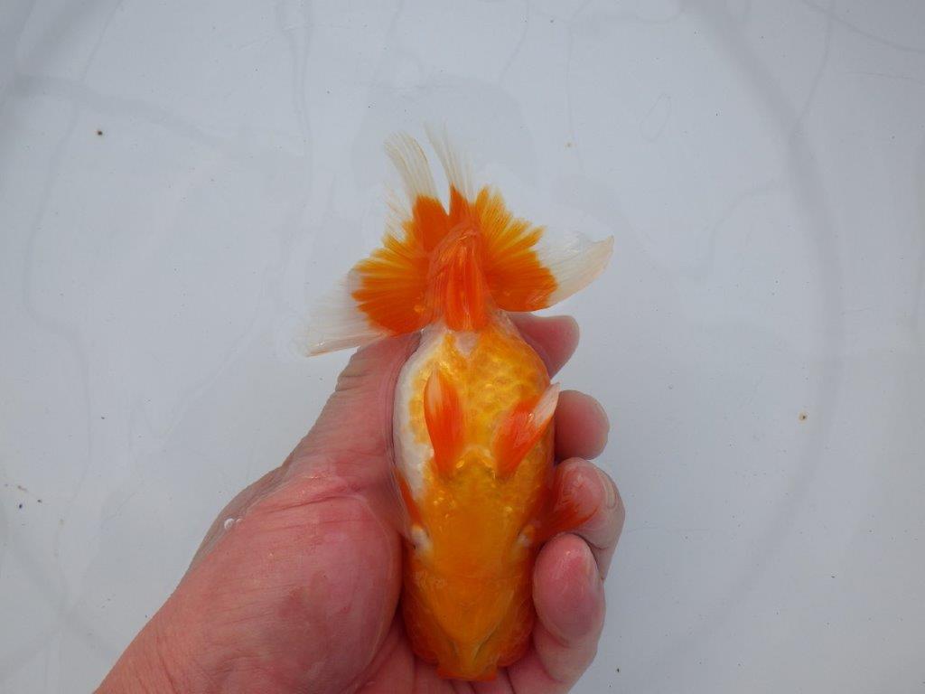 【全国大会西大関獲得ブリーダー】雰囲気抜群！！明け二歳らんちゅう 約13,5㎝ オス？