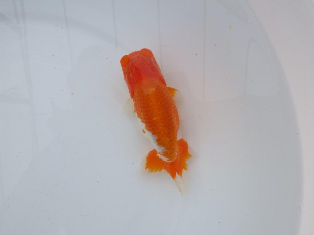 【全国大会西大関獲得ブリーダー】雰囲気抜群！！明け二歳らんちゅう 約13,5㎝ オス？