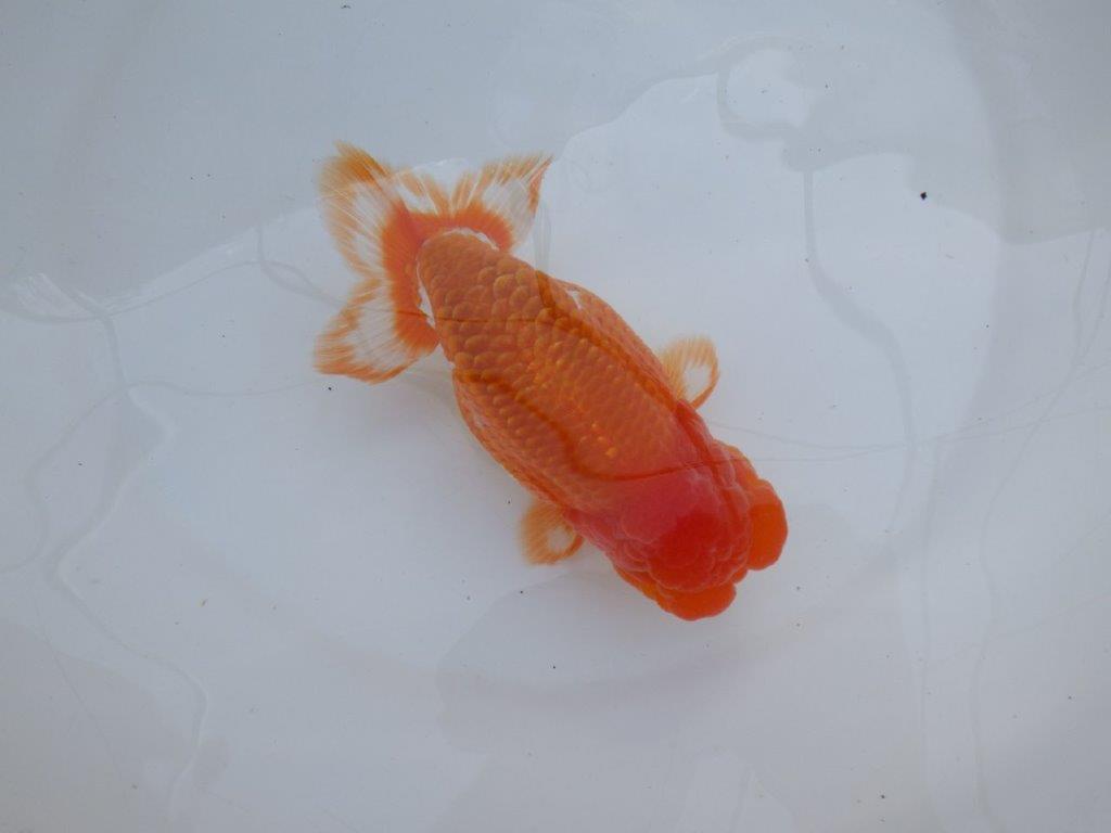 【愛知 川口功 氏】激レア！！明け三歳らんちゅう A 約15,5㎝ オス？