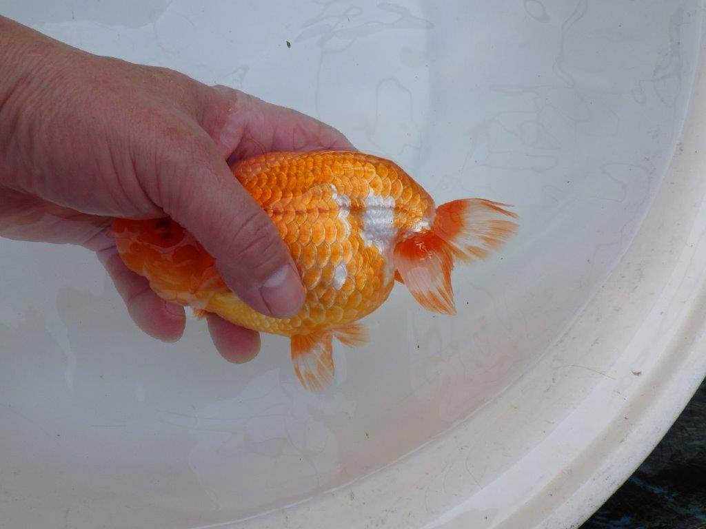 【愛知 川口功 氏】激レア！！明け三歳らんちゅう A 約15,5㎝ オス？