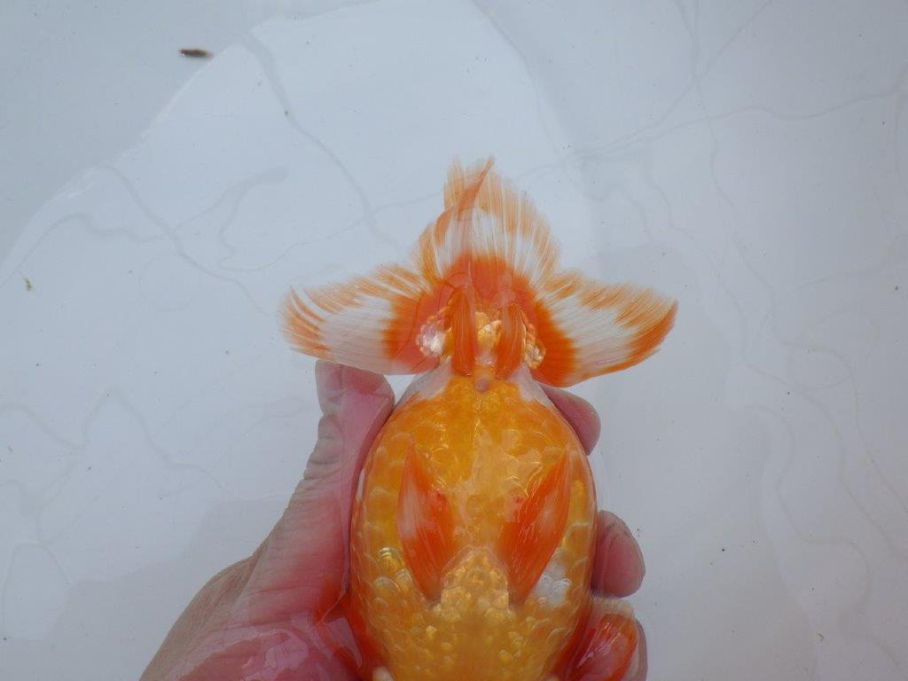 【愛知 川口功 氏】激レア！！明け三歳らんちゅう A 約15,5㎝ オス？