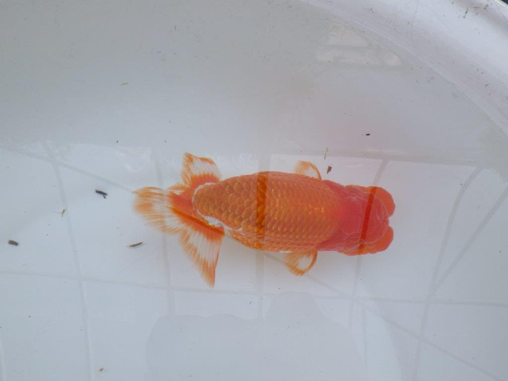 【愛知 川口功 氏】激レア！！明け三歳らんちゅう A 約15,5㎝ オス？