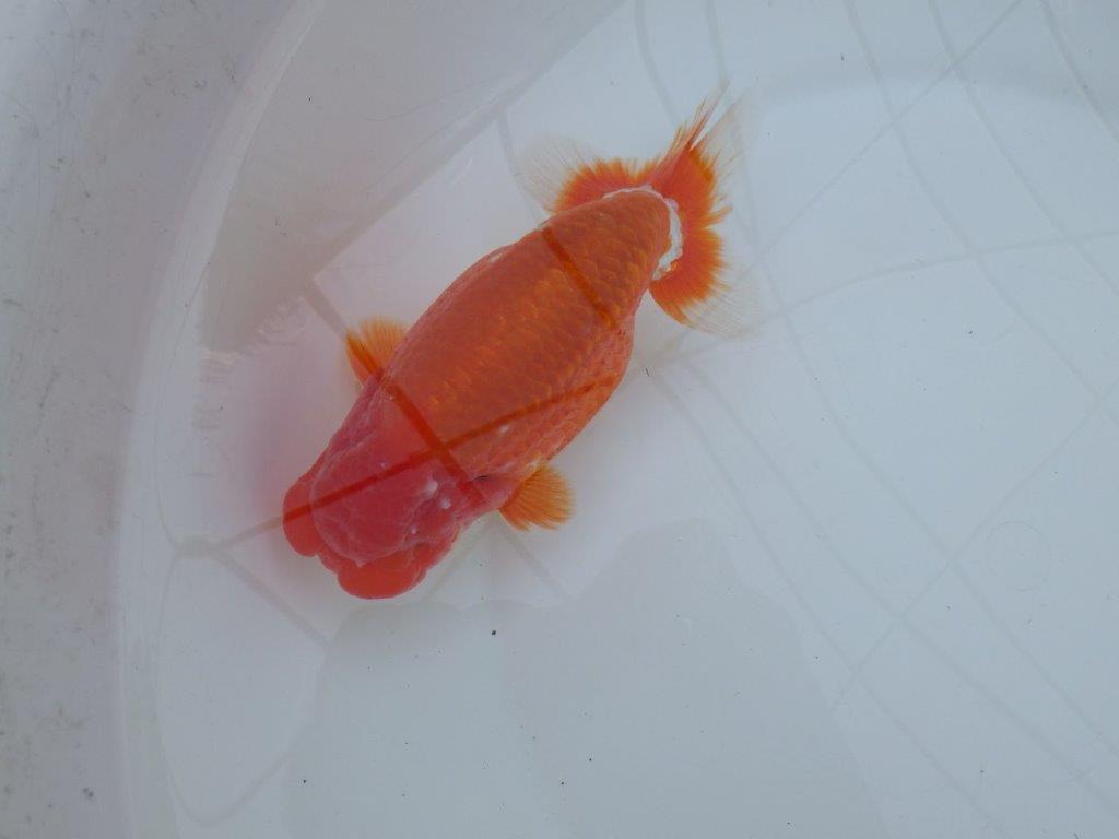 【愛知 川口功 氏】激レア！！明け三歳らんちゅう B 約15,5㎝ オス？の上身