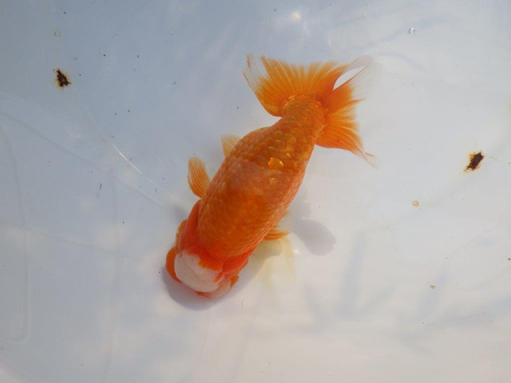 【愛知 山本 氏】レアな大窓柄更紗明け二歳らんちゅう 約14㎝ オス？