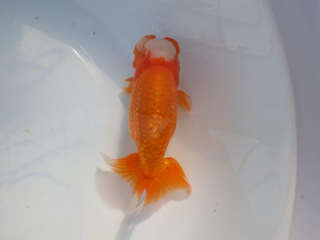 【愛知 山本 氏】レアな大窓柄更紗明け二歳らんちゅう 約14㎝ オス？