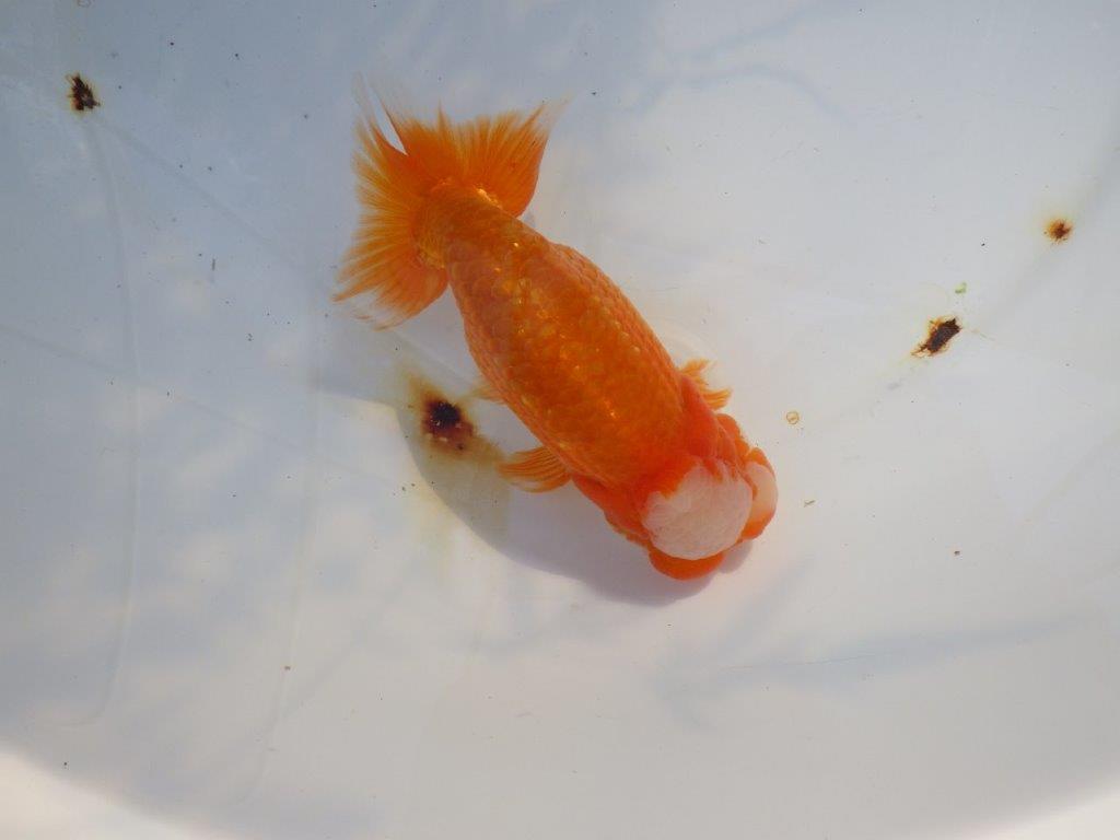 【愛知 山本 氏】レアな大窓柄更紗明け二歳らんちゅう 約14㎝ オス？