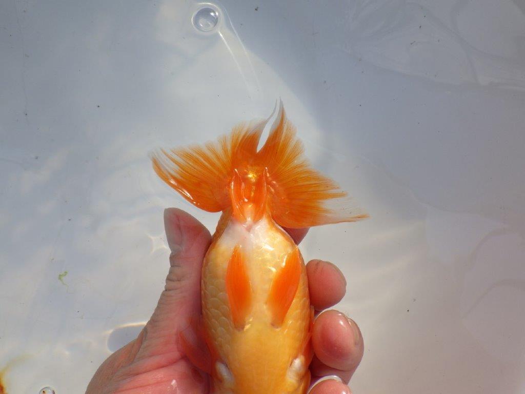 【愛知 山本 氏】レアな大窓柄更紗明け二歳らんちゅう 約14㎝ オス？