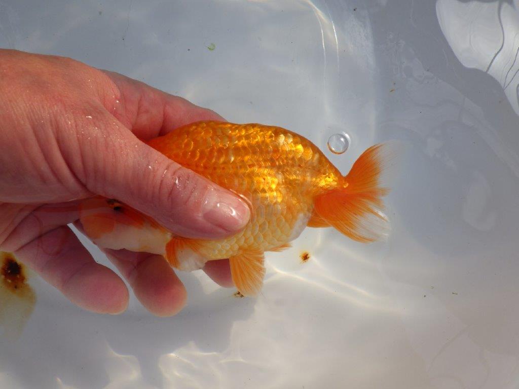 【愛知 山本 氏】レアな大窓柄更紗明け二歳らんちゅう 約14㎝ オス？