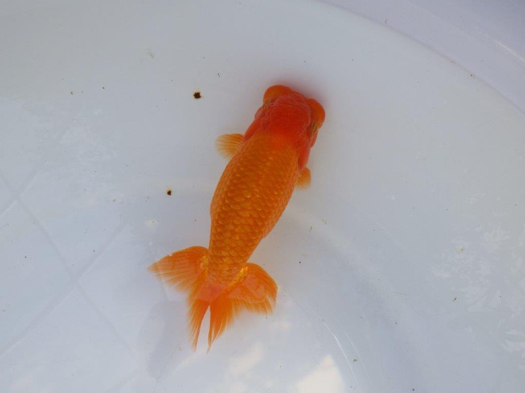 【愛知 山本 氏】水槽映え背も綺麗な明け二歳らんちゅう 約15㎝ オス?