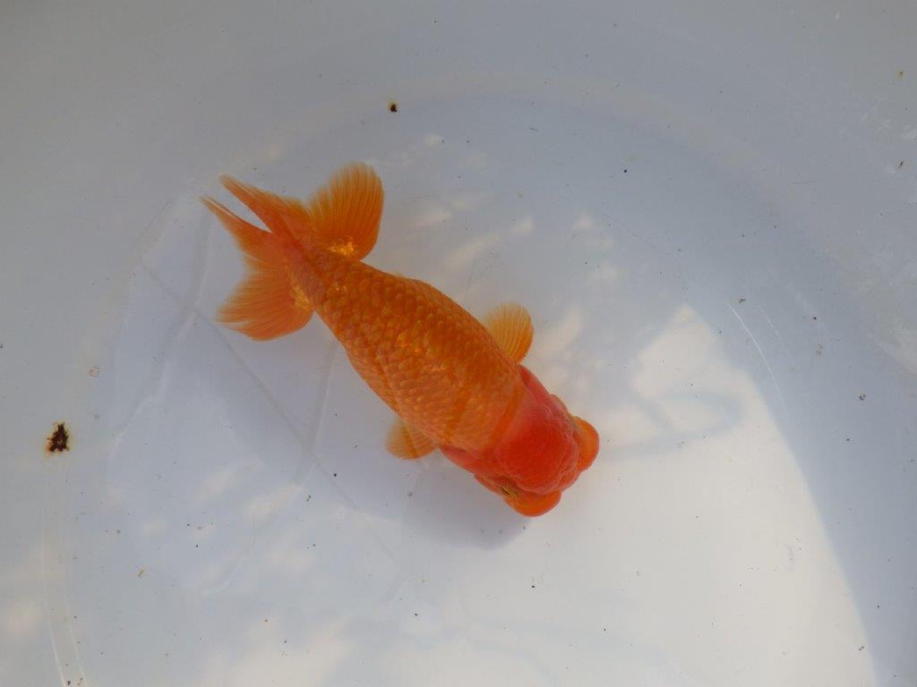 【愛知 山本 氏】水槽映え背も綺麗な明け二歳らんちゅう 約15㎝ オス?