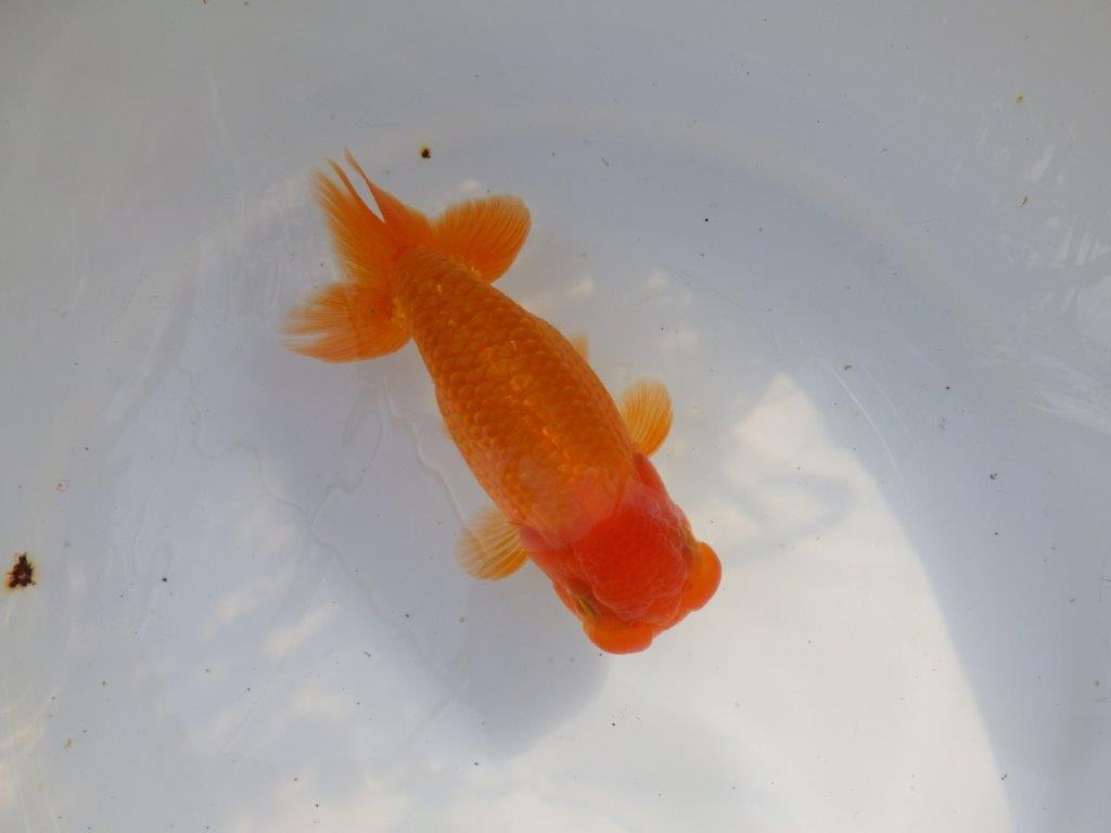 【愛知 山本 氏】水槽映え背も綺麗な明け二歳らんちゅう 約15㎝ オス?