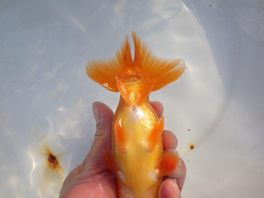 【愛知 山本 氏】水槽映え背も綺麗な明け二歳らんちゅう 約15㎝ オス?