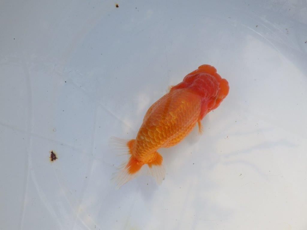 【愛知 山本 氏】素晴らしいフンタン明け二歳らんちゅう 約14㎝ オス？