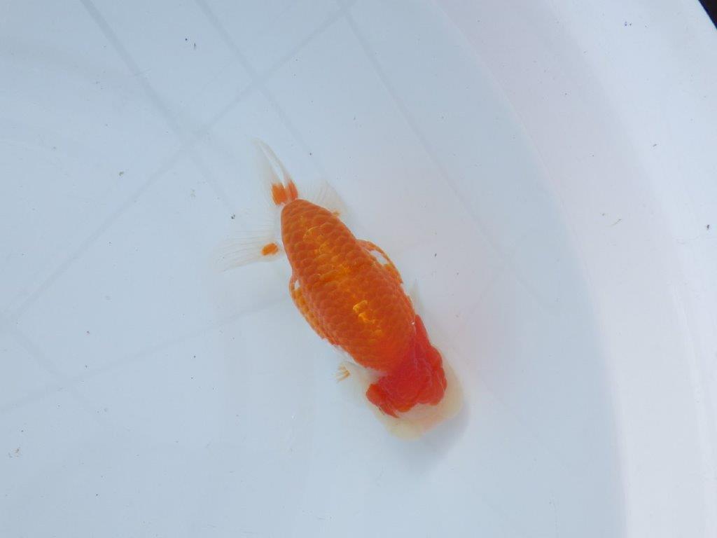 【愛知 山本 氏】綺麗な更紗明け二歳らんちゅう 約13㎝ オス？