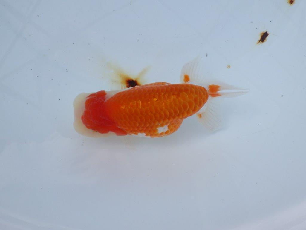 【愛知 山本 氏】綺麗な更紗明け二歳らんちゅう 約13㎝ オス？