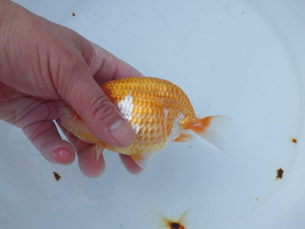 【愛知 山本 氏】フンタン＆背も綺麗な更紗明け二歳らんちゅう 約14㎝ オス？