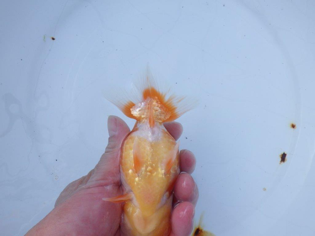 【愛知 山本 氏】フンタン＆背も綺麗な更紗明け二歳らんちゅう 約14㎝ オス？