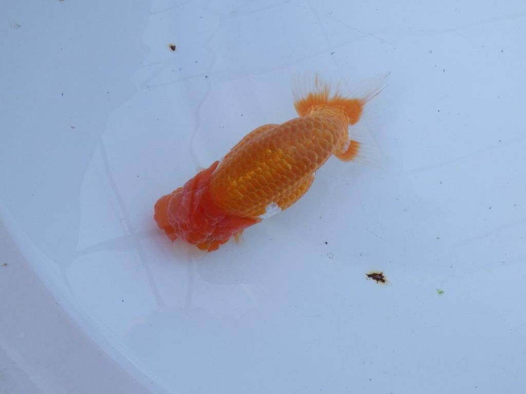 【愛知 山本 氏】フンタン＆背も綺麗な更紗明け二歳らんちゅう 約14㎝ オス？