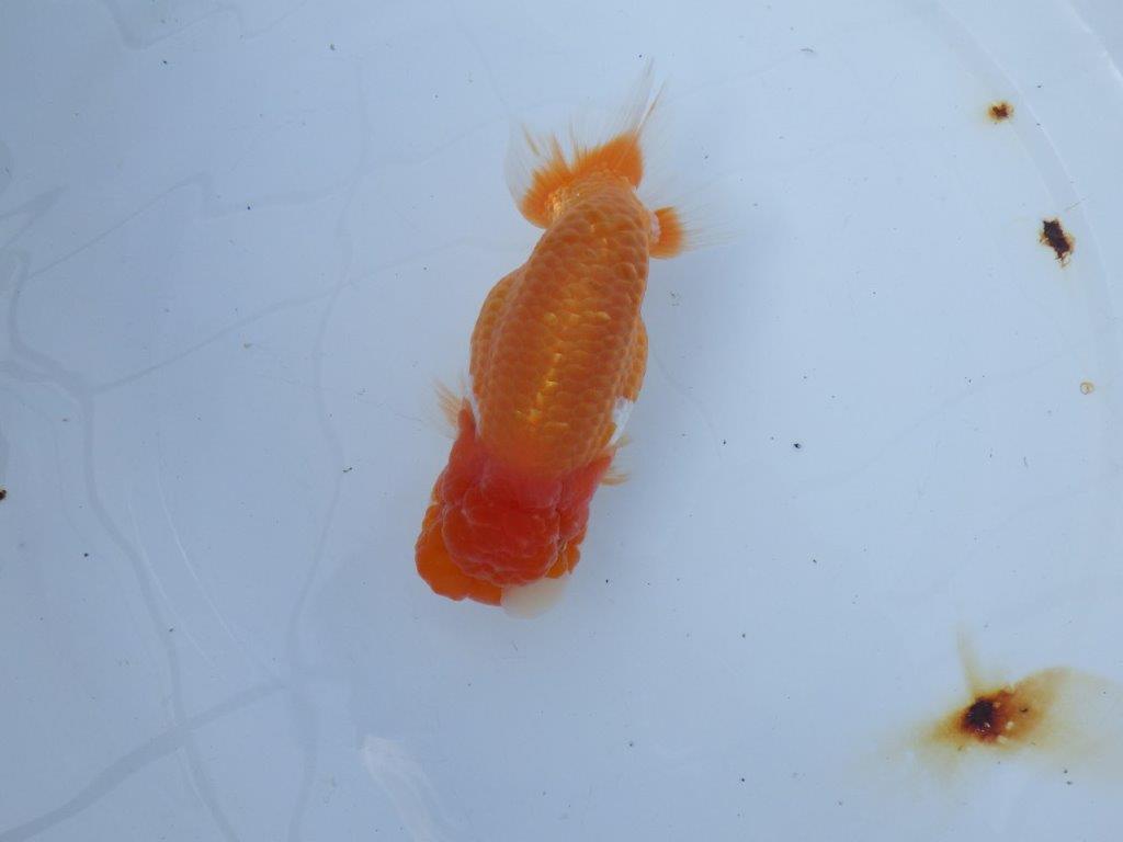 【愛知 山本 氏】フンタン＆背も綺麗な更紗明け二歳らんちゅう 約14㎝ オス？