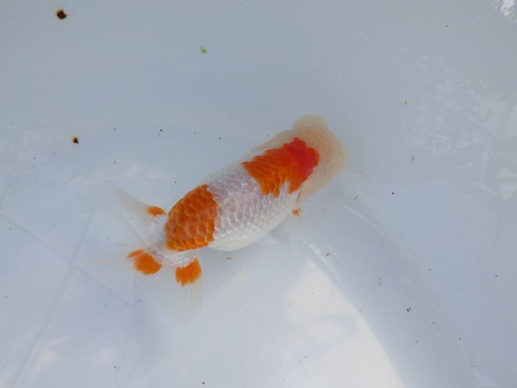 【愛知 山本 氏】綺麗なカナコ系更紗明け二歳らんちゅう 約13㎝ オス?