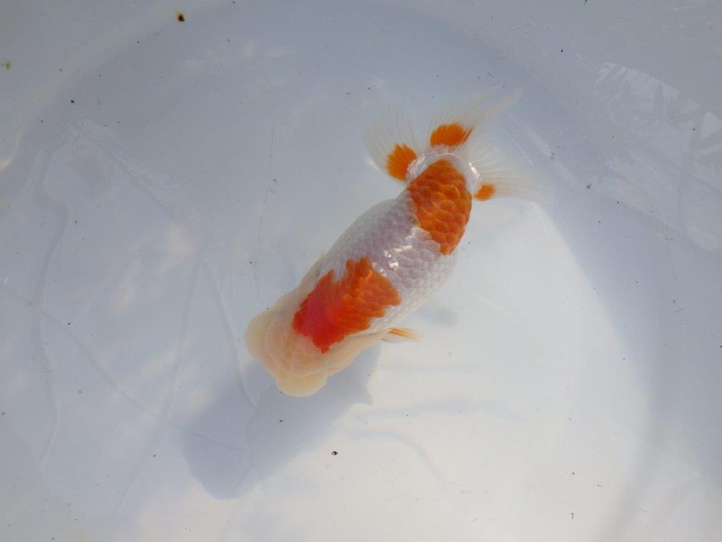 【愛知 山本 氏】綺麗なカナコ系更紗明け二歳らんちゅう 約13㎝ オス?