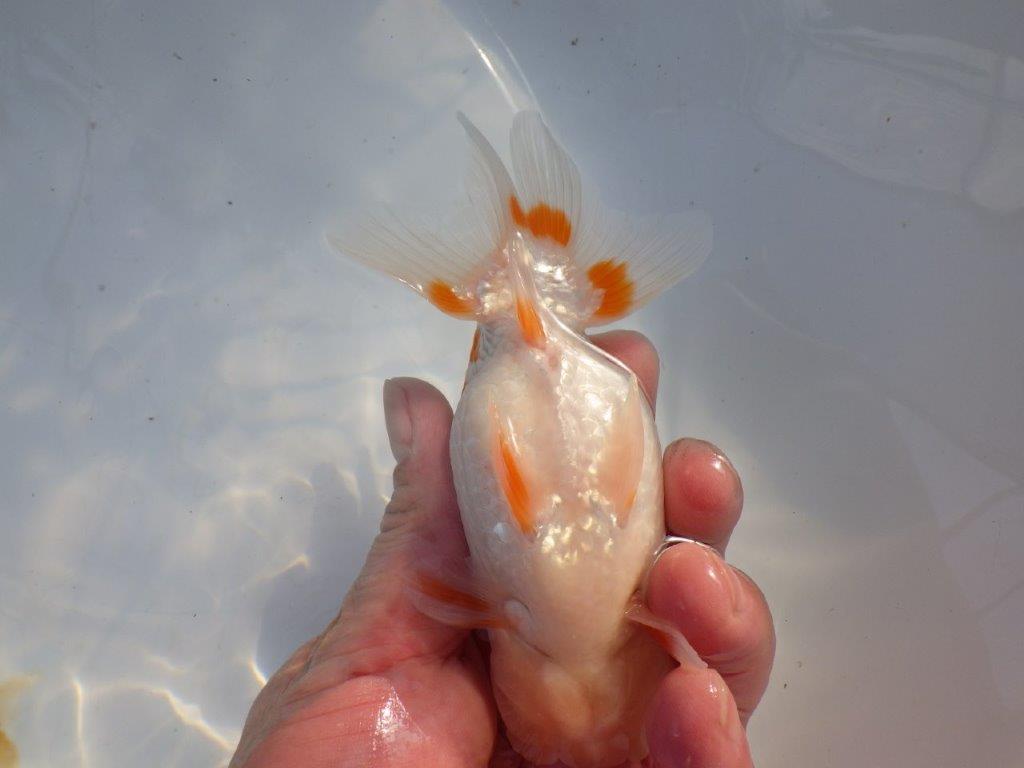 【愛知 山本 氏】綺麗なカナコ系更紗明け二歳らんちゅう 約13㎝ オス?