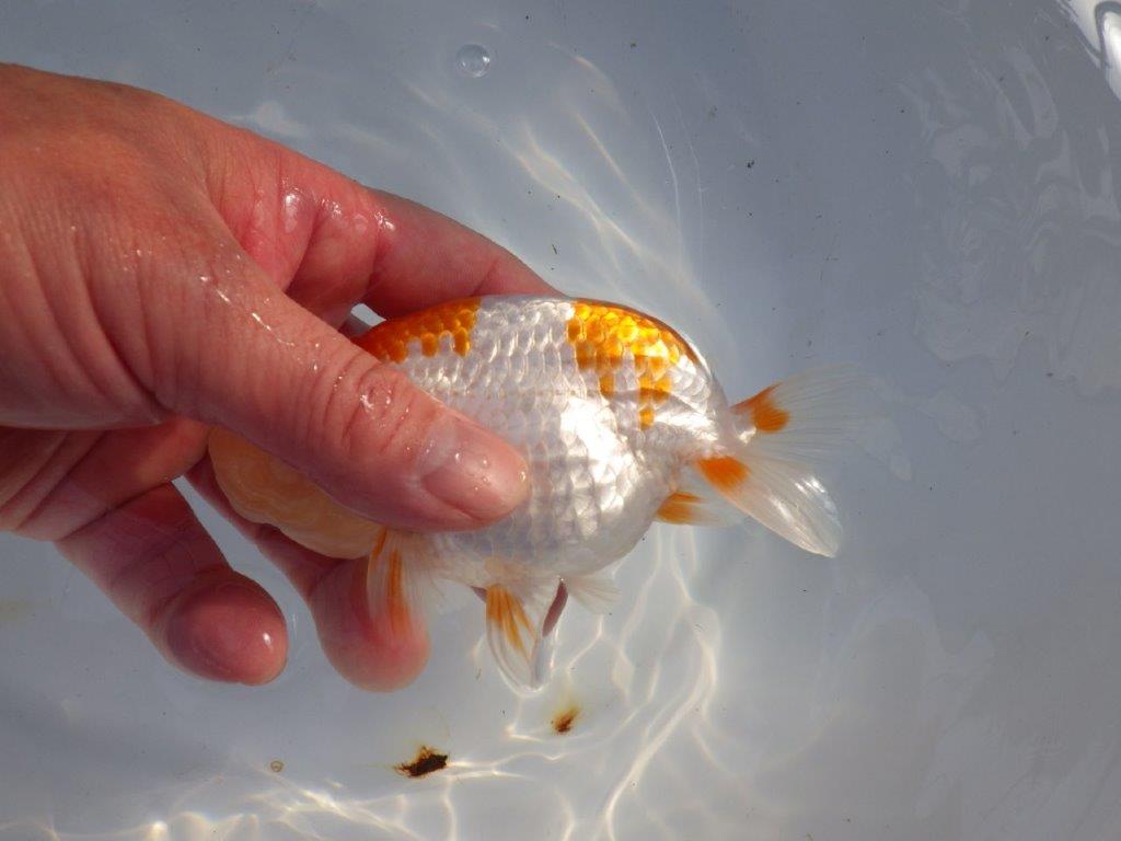 【愛知 山本 氏】綺麗なカナコ系更紗明け二歳らんちゅう 約13㎝ オス?