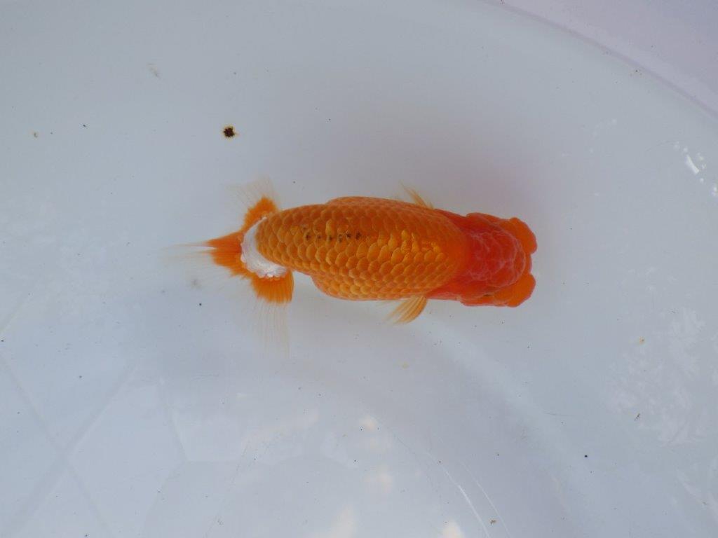 【愛知 山本 氏】飼い込みお勧め明け二歳らんちゅう 約14㎝ オス？