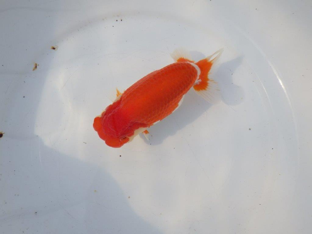 【浜松 鈴木克己 氏】目指せ品評大会！！明け二歳らんちゅう 約15㎝ メス？