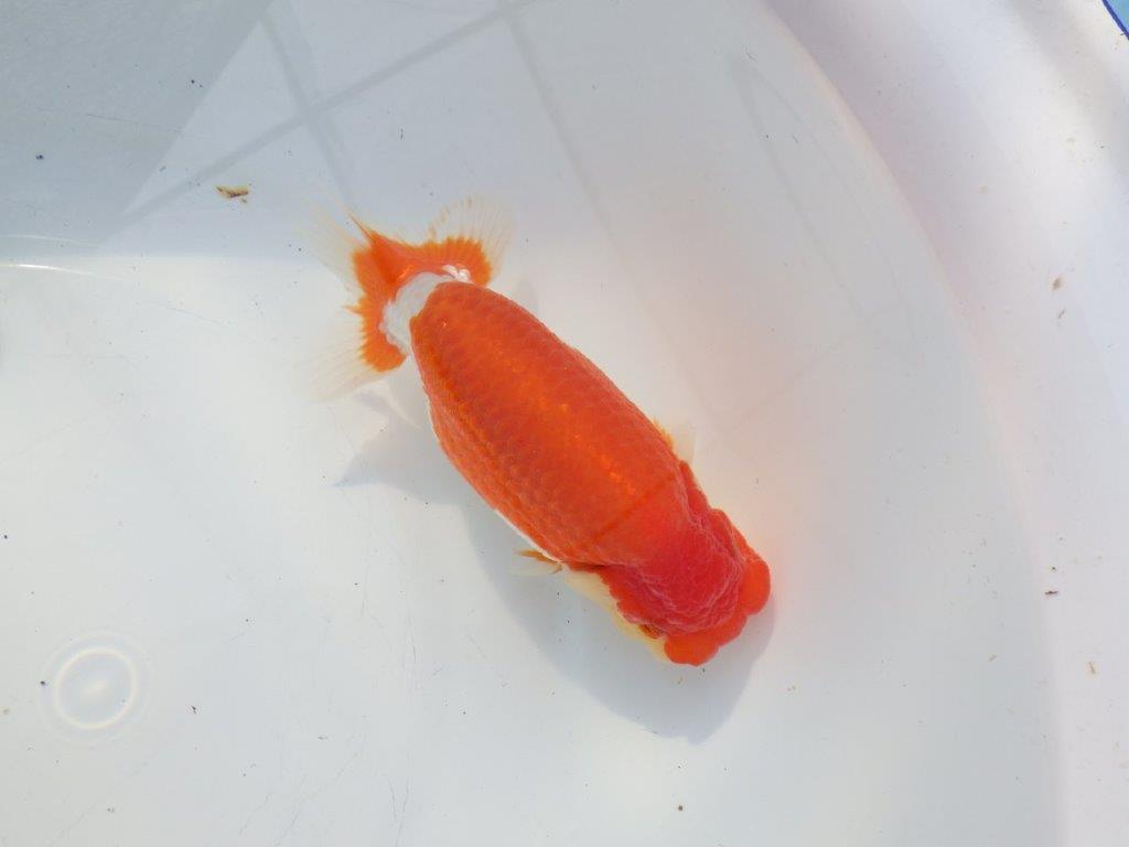 【浜松 鈴木克己 氏】目指せ品評大会！！明け二歳らんちゅう 約15㎝ メス？