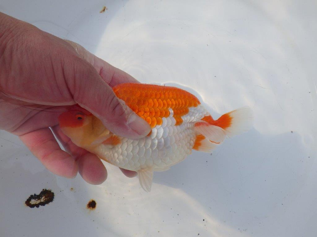 【浜松 鈴木克己 氏】目指せ品評大会！！明け二歳らんちゅう 約15㎝ メス？