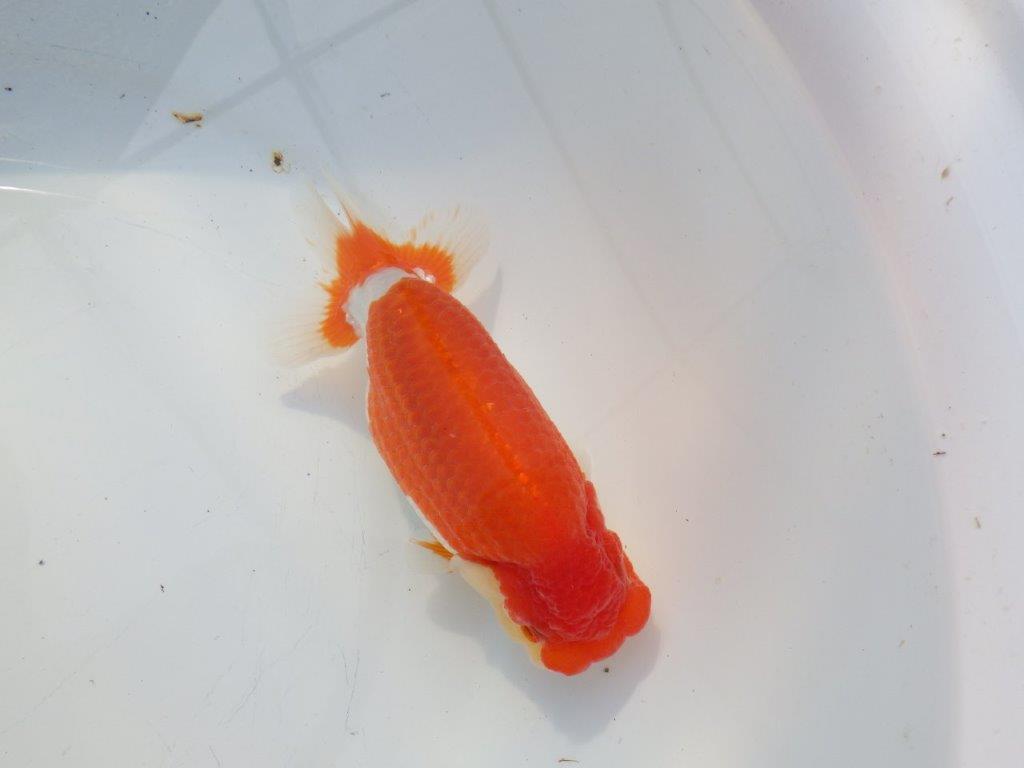 【浜松 鈴木克己 氏】目指せ品評大会！！明け二歳らんちゅう 約15㎝ メス？の上身