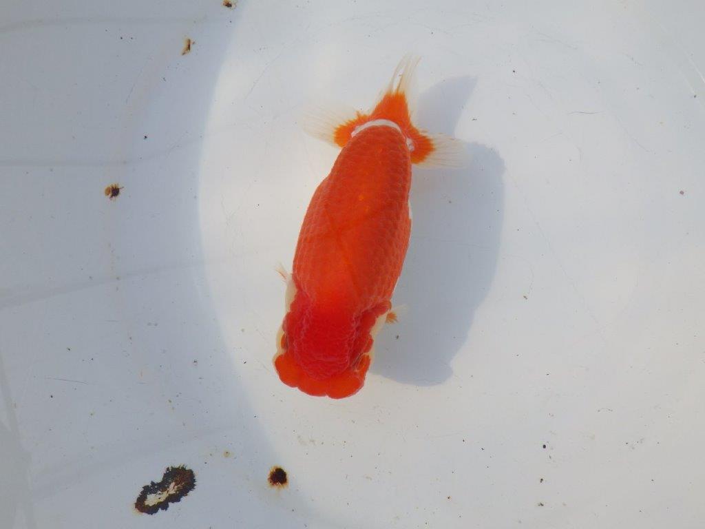 【浜松 鈴木克己 氏】目指せ品評大会！！明け二歳らんちゅう 約15㎝ メス？