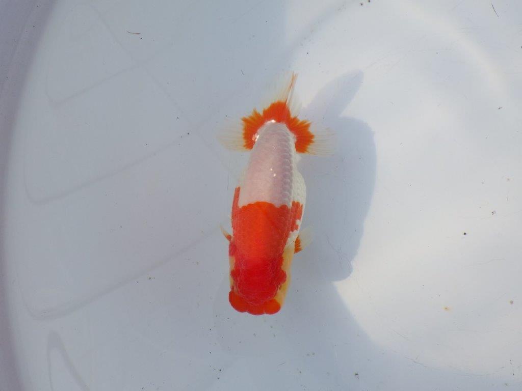 【浜松 鈴木克己 氏】サイズアップで品評大会！！明け二歳らんちゅう 約13㎝ オス？