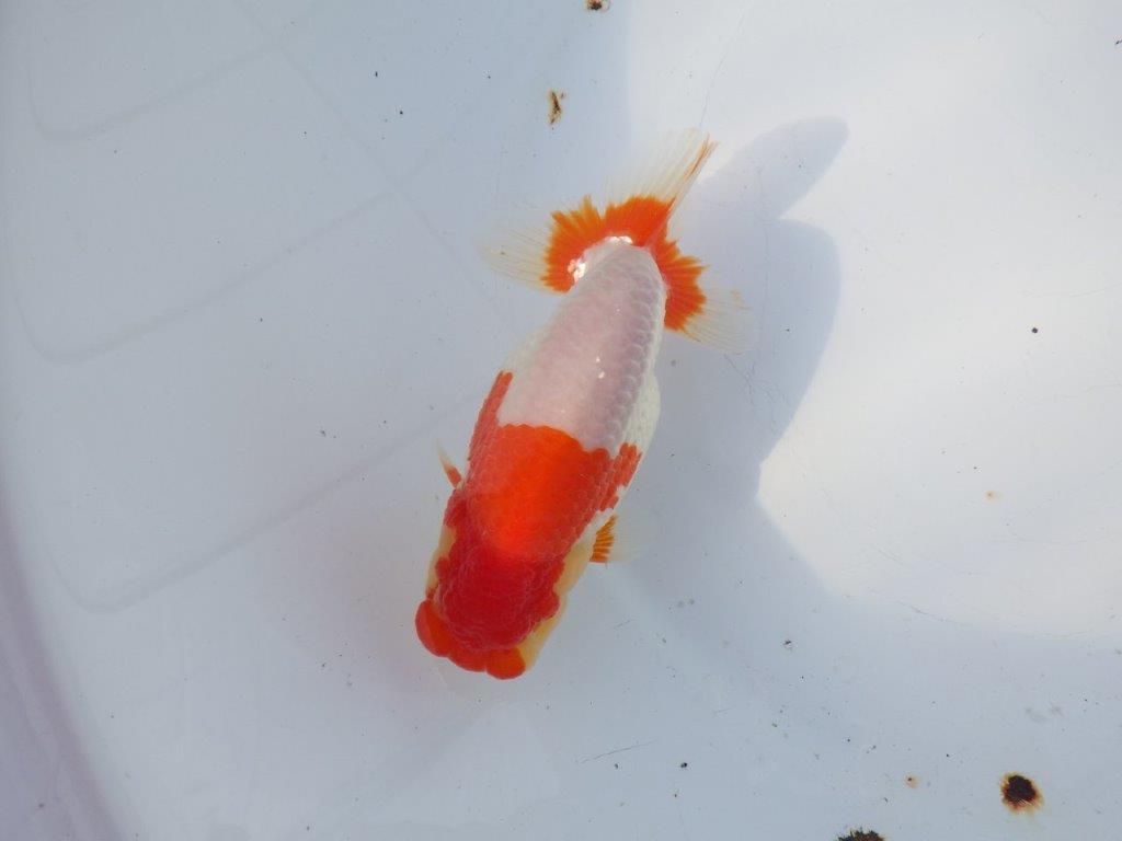 【浜松 鈴木克己 氏】サイズアップで品評大会！！明け二歳らんちゅう 約13㎝ オス？の上身