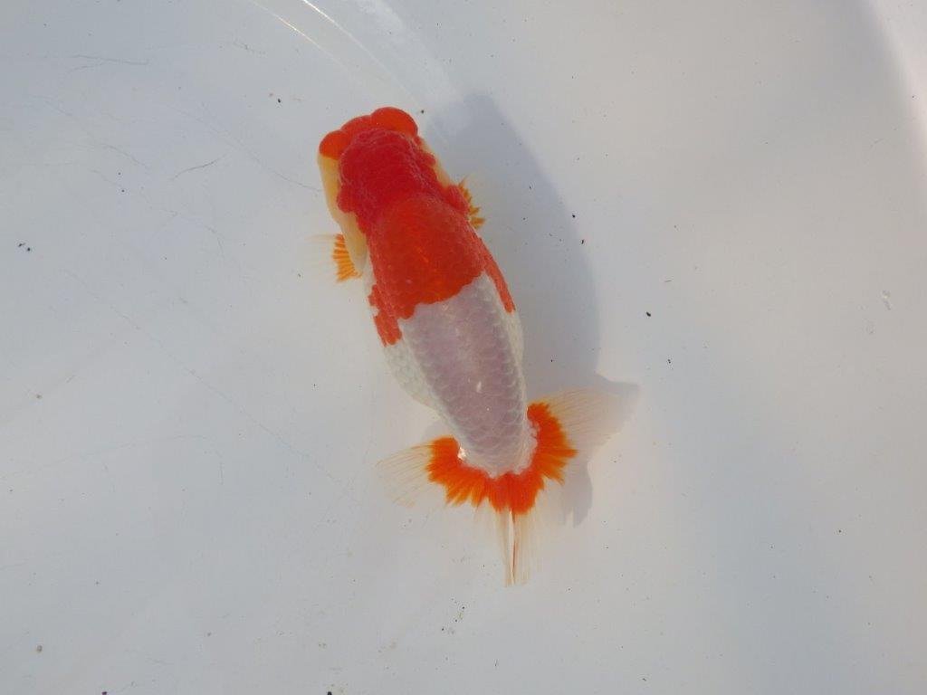 【浜松 鈴木克己 氏】サイズアップで品評大会！！明け二歳らんちゅう 約13㎝ オス？