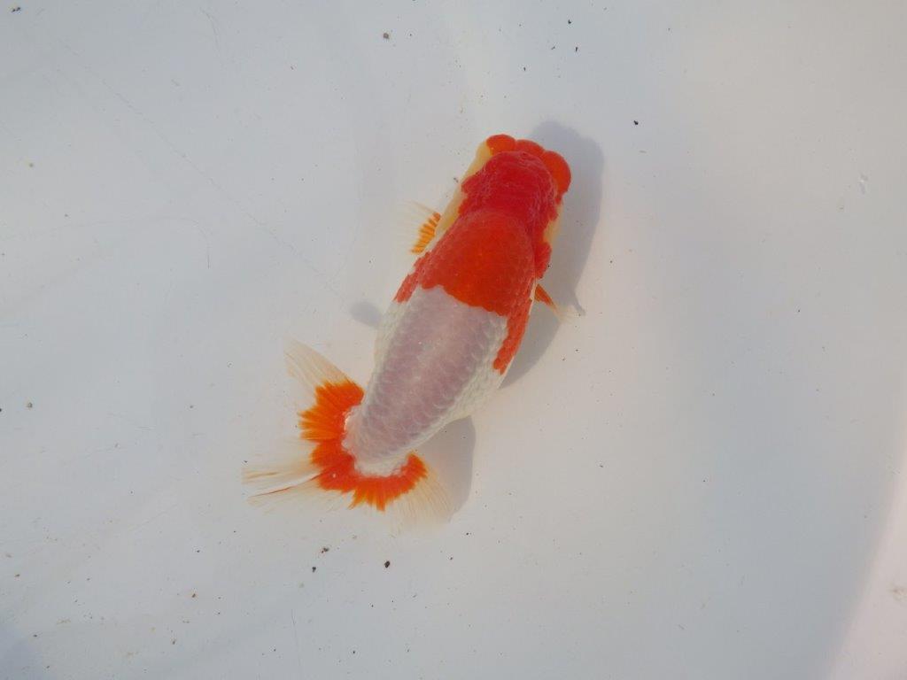 【浜松 鈴木克己 氏】サイズアップで品評大会！！明け二歳らんちゅう 約13㎝ オス？