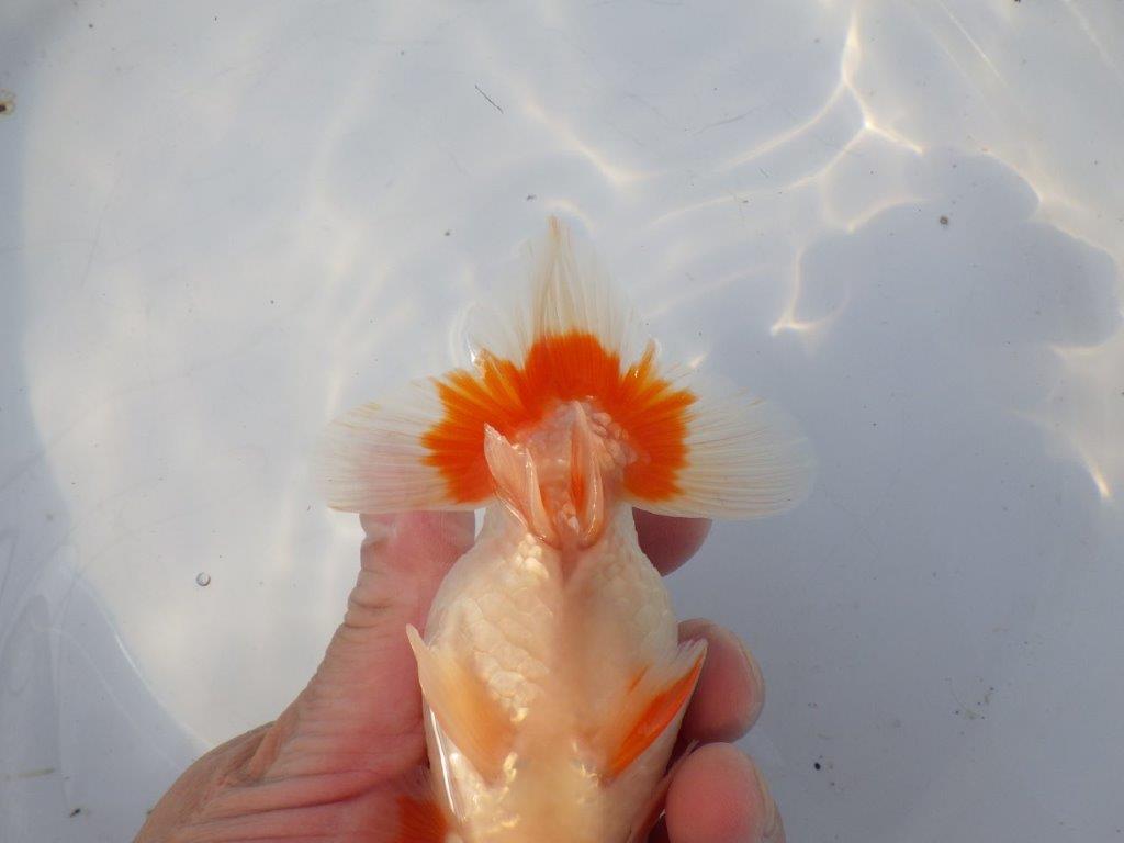 【浜松 鈴木克己 氏】サイズアップで品評大会！！明け二歳らんちゅう 約13㎝ オス？