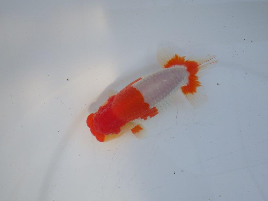 【浜松 鈴木克己 氏】サイズアップで品評大会！！明け二歳らんちゅう 約13㎝ オス？