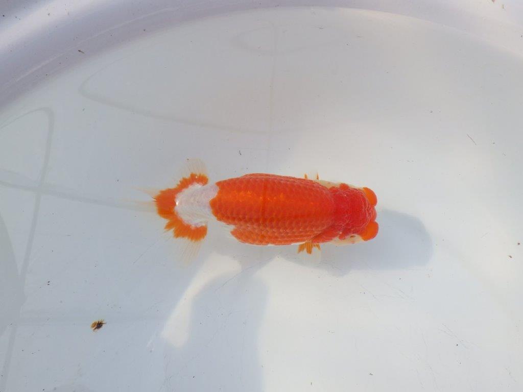 【浜松 鈴木克己 氏】品評大会にむけて！！明け二歳らんちゅう 約15㎝ メス？